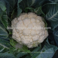 CF35 Sanduo 65 days heat resistant white hybrid cauliflower seeds f1